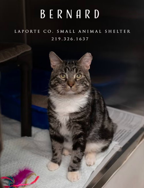 picture of the cat needing adoption