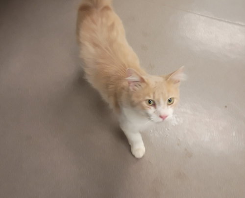 Axel, an adoptable Domestic Short Hair in La Porte, IN