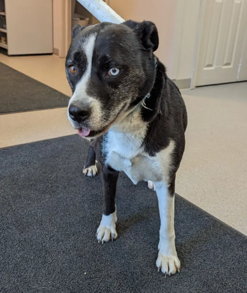Indi - Husky
