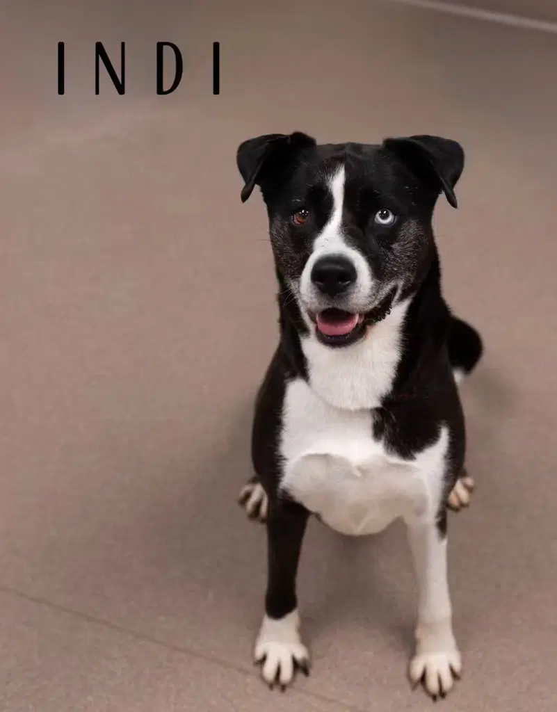 Indi - Husky