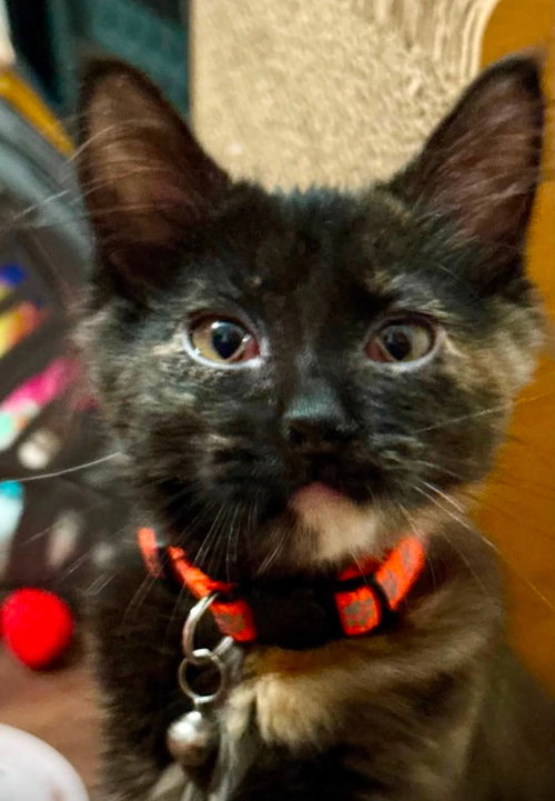 Lola