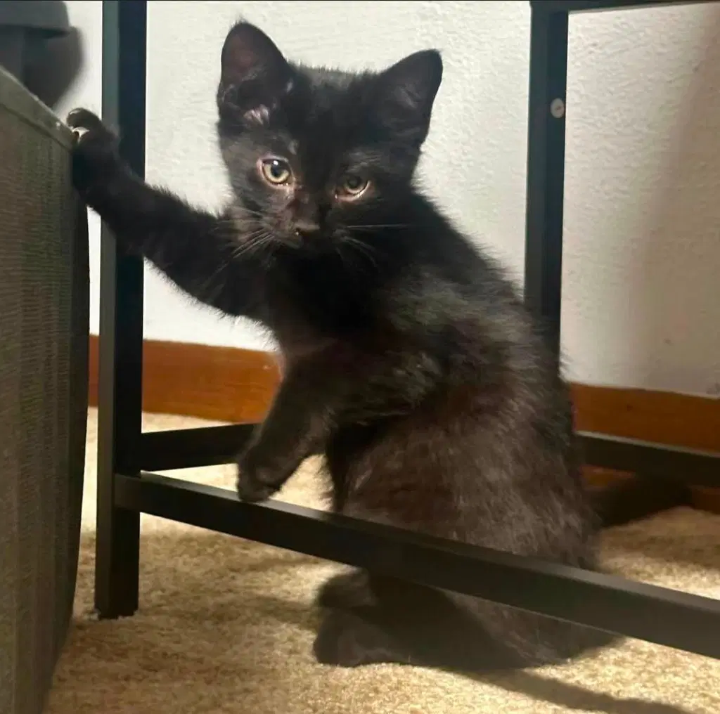 Darla - Domestic Short Hair