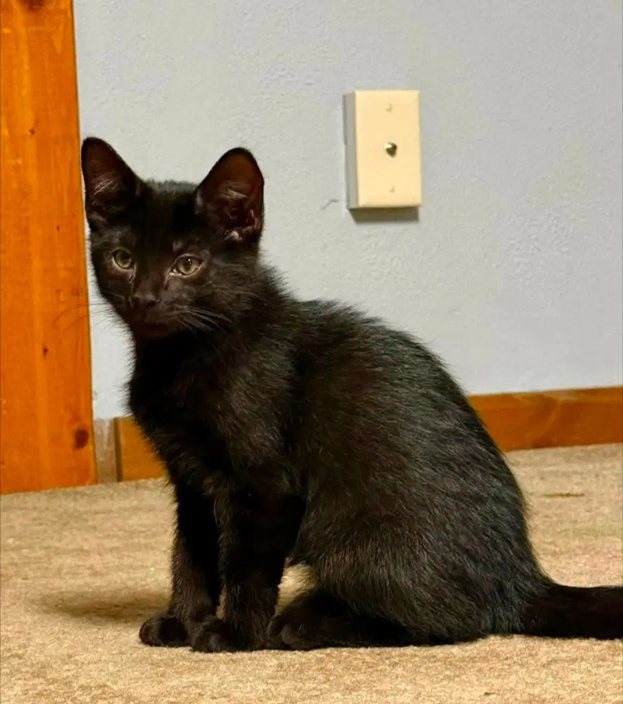 Walter - Domestic Short Hair