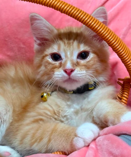 Sherbert