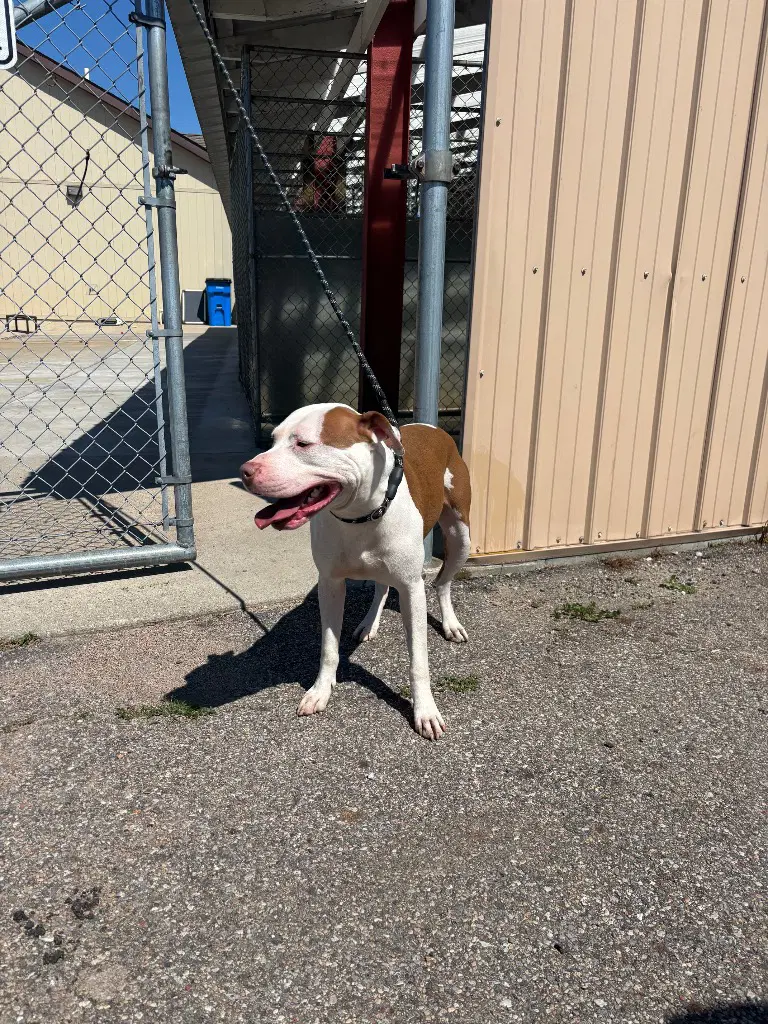 Simon Howl - Pit Bull Terrier