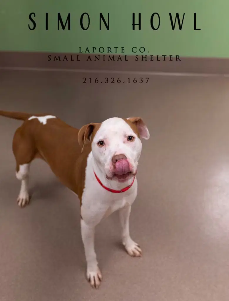 Simon Howl - Pit Bull Terrier