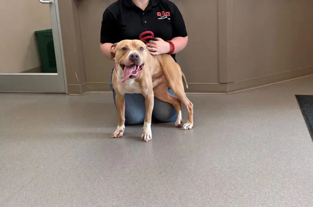 Caramel - Pit Bull Terrier