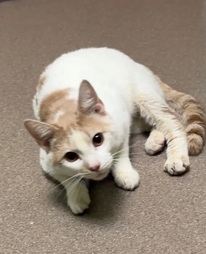 Oliver - Domestic Short Hair