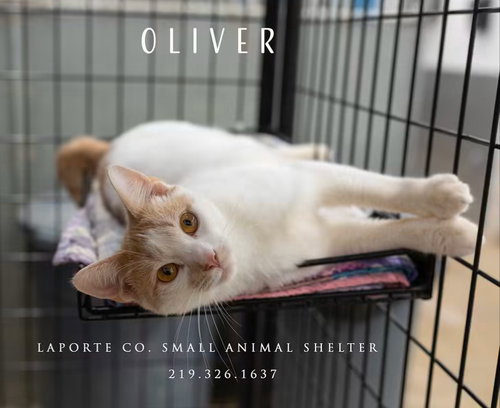 picture of the cat needing adoption
