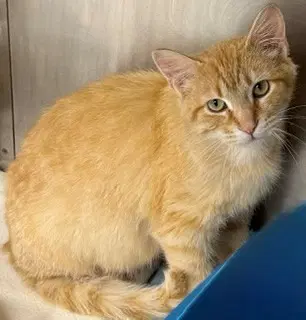 Nebraska - Tabby