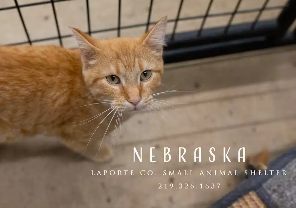 Nebraska - Tabby