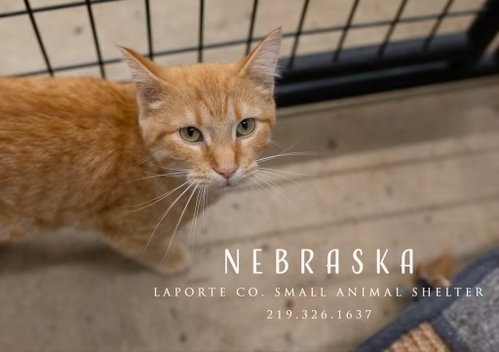 picture of the cat needing adoption