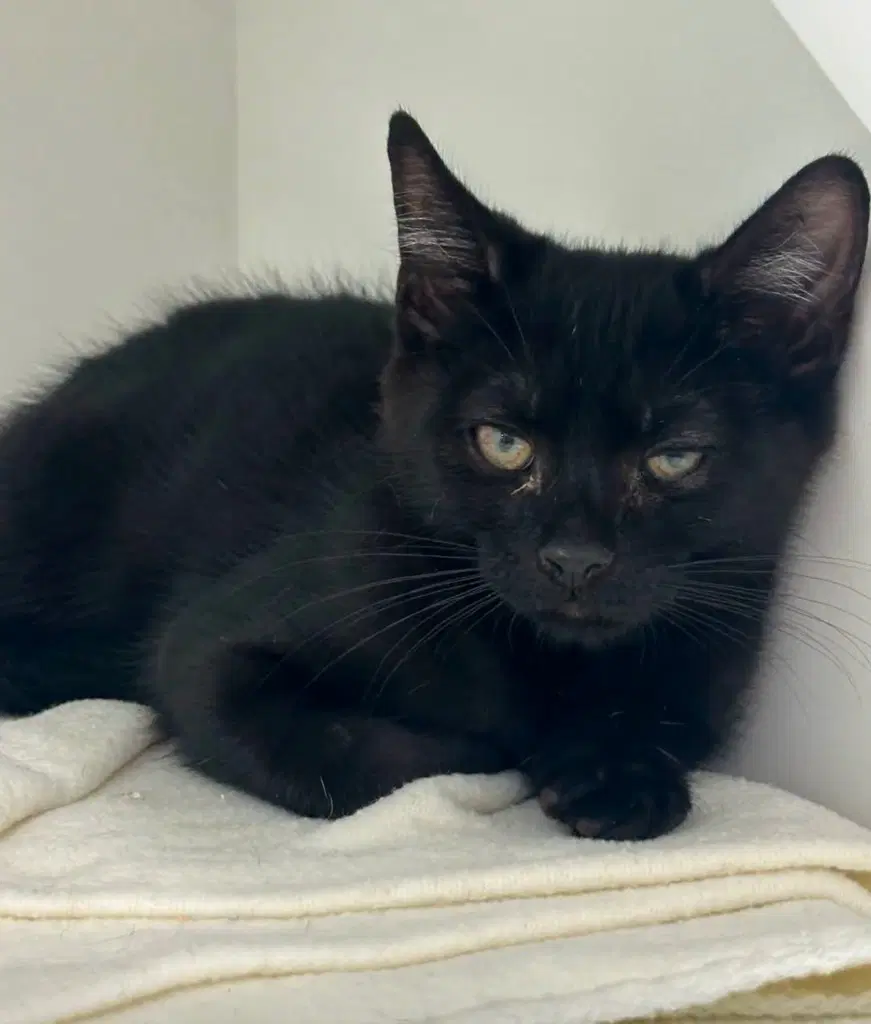 Buns - Domestic Short Hair