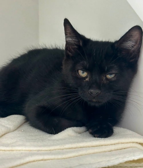 picture of the cat needing adoption