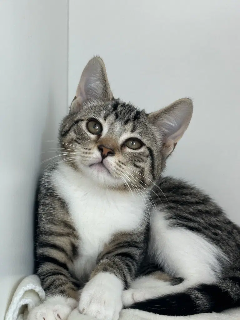 Pudding - Domestic Short Hair