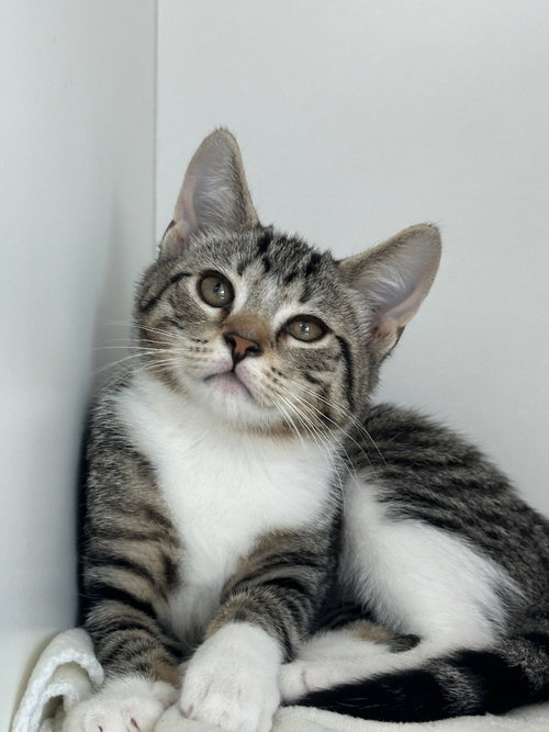 picture of the cat needing adoption
