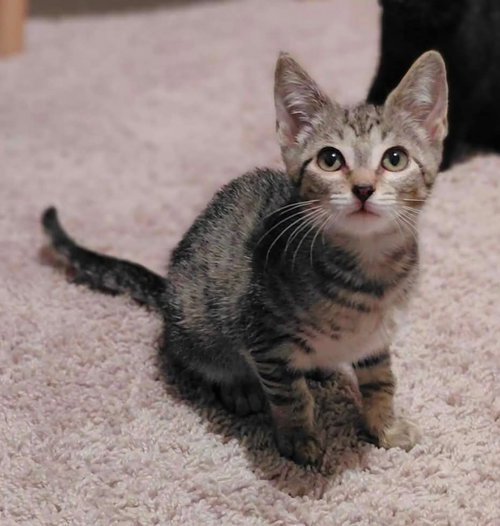 picture of the cat needing adoption