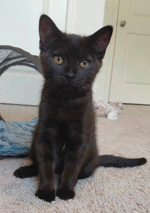 picture of the cat needing adoption