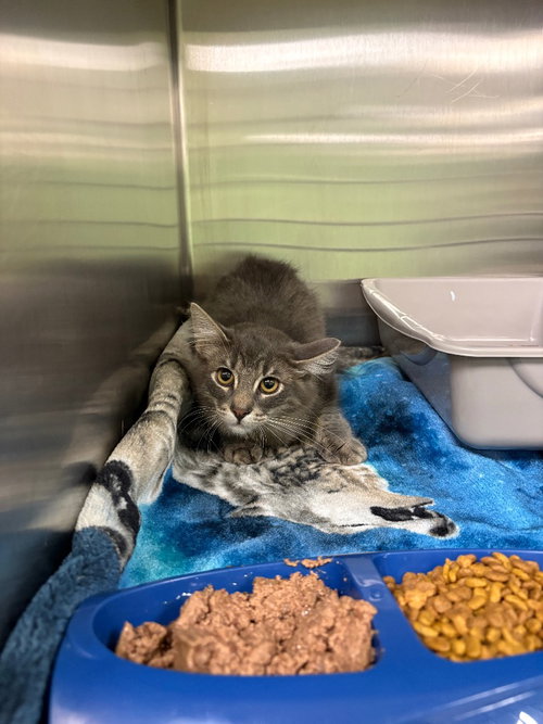 picture of the cat needing adoption
