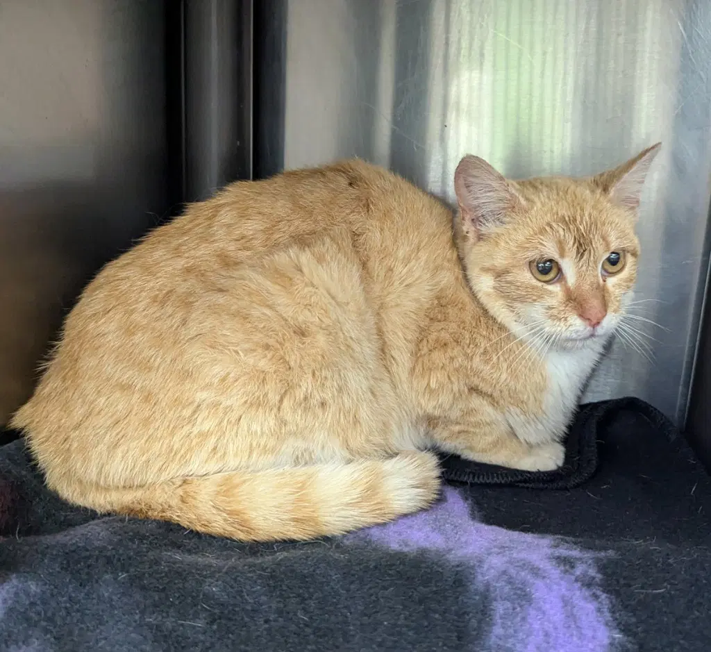Vermont - Domestic Short Hair