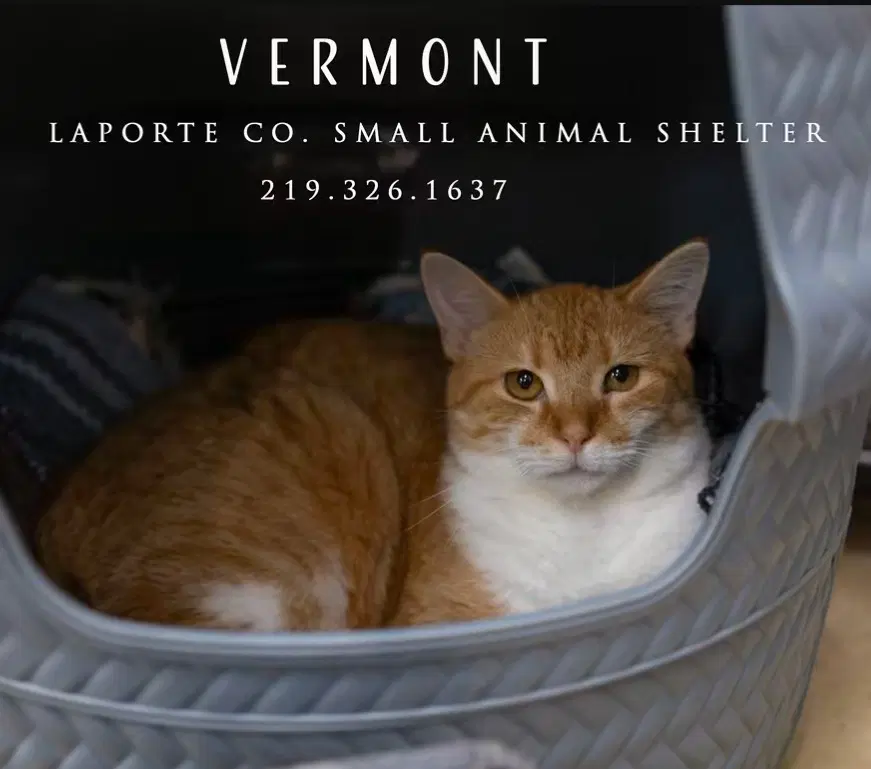 Vermont - Domestic Short Hair