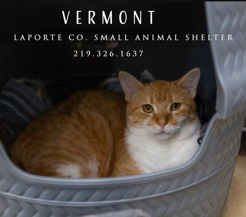 picture of the cat needing adoption
