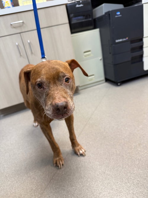 picture of the dog needing adoption