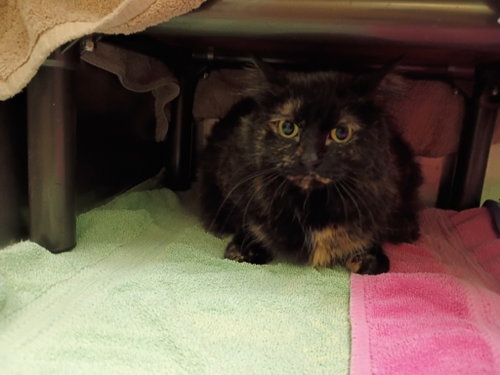 picture of the cat needing adoption
