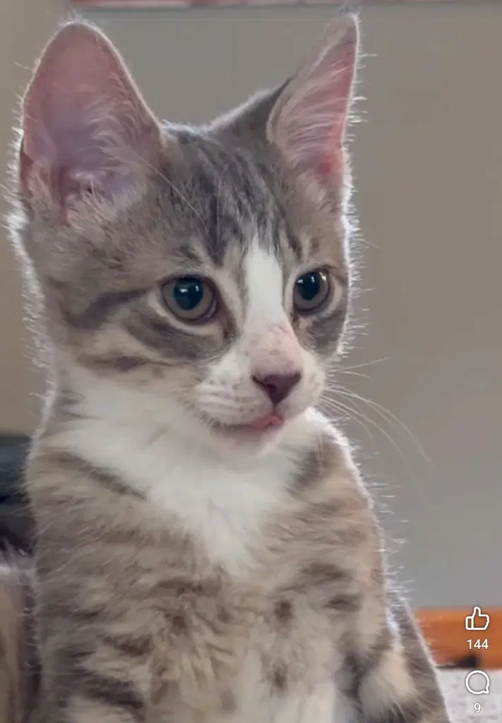 Donatello - Domestic Short Hair