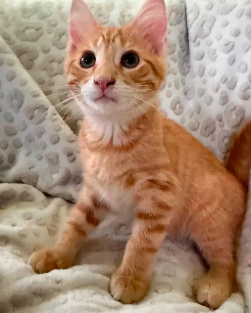 Raphael - Domestic Short Hair