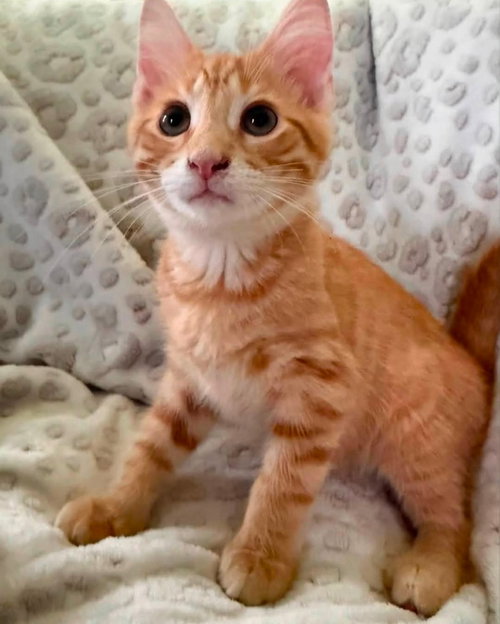 picture of the cat needing adoption