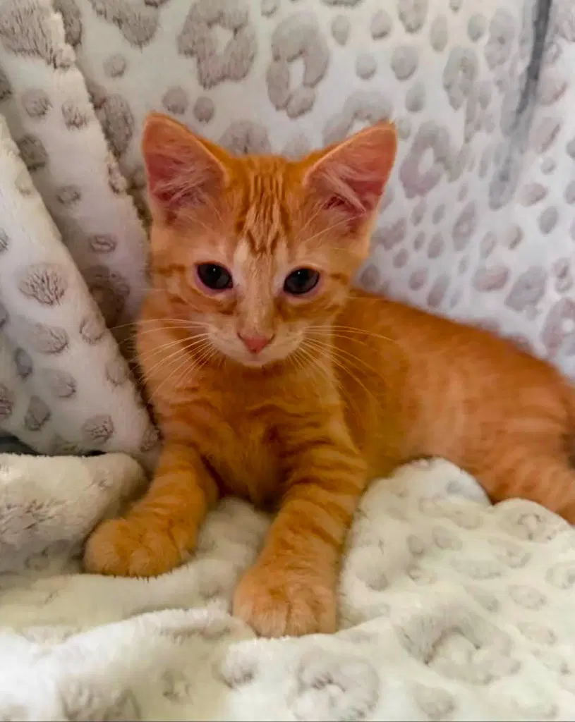 Michelangelo - Domestic Short Hair