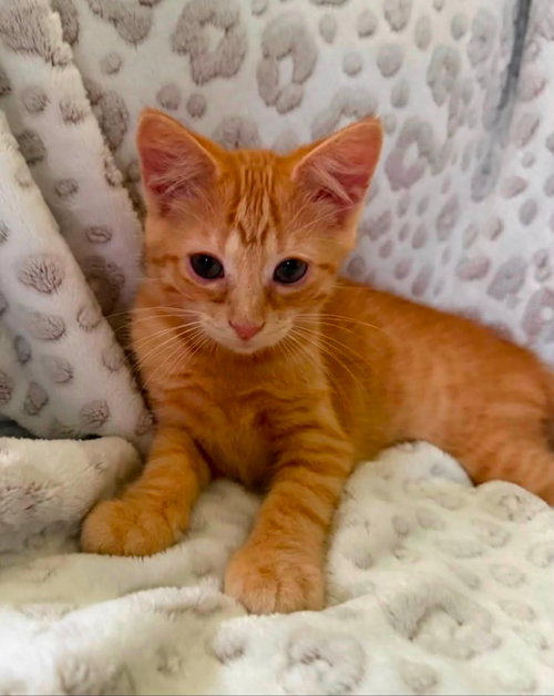 picture of the cat needing adoption