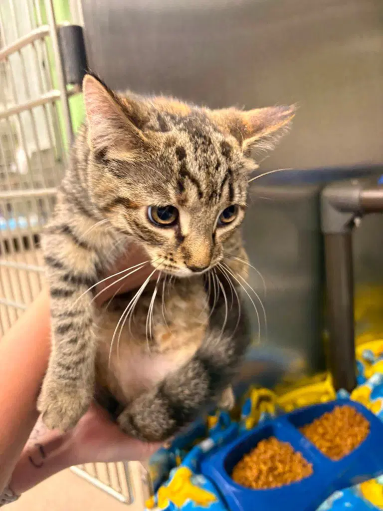 Rose - Tabby