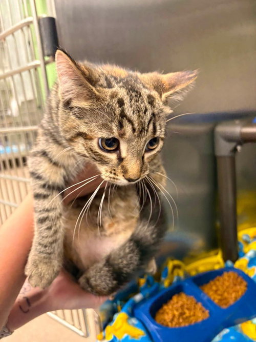 picture of the cat needing adoption