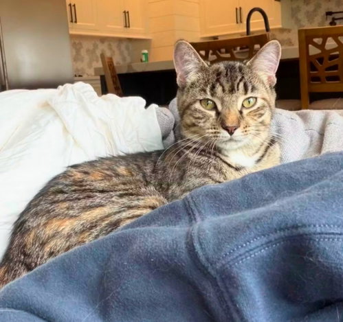Rose, a cat for adoption from La Porte County Small Animal Shelter