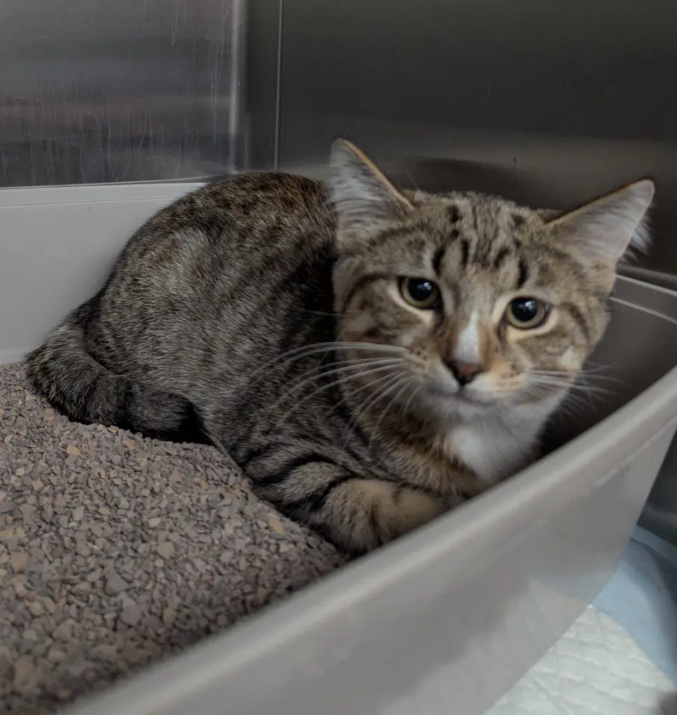 Cosmos - Tabby