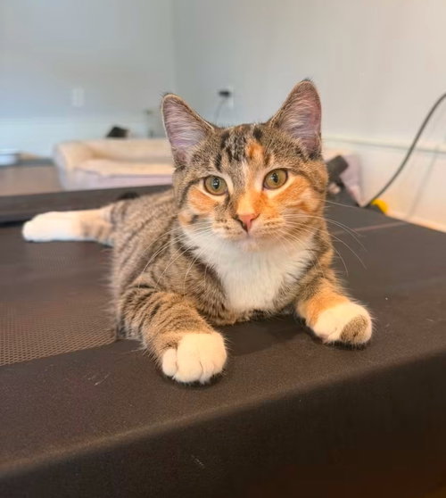 Iris, a cat for adoption from La Porte County Small Animal Shelter