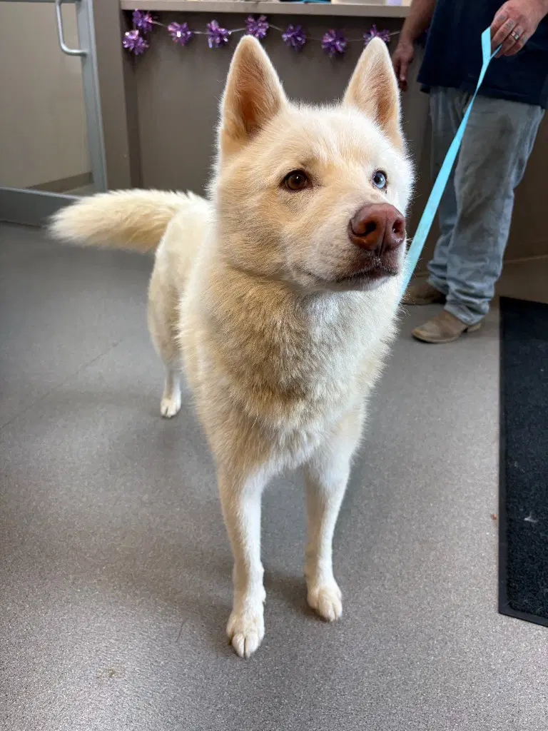 Sir Fur - Husky