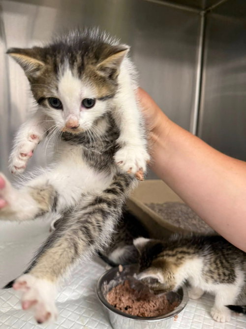 picture of the cat needing adoption