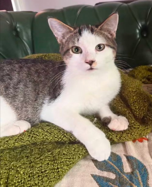 Phoenix, a cat for adoption from La Porte County Small Animal Shelter