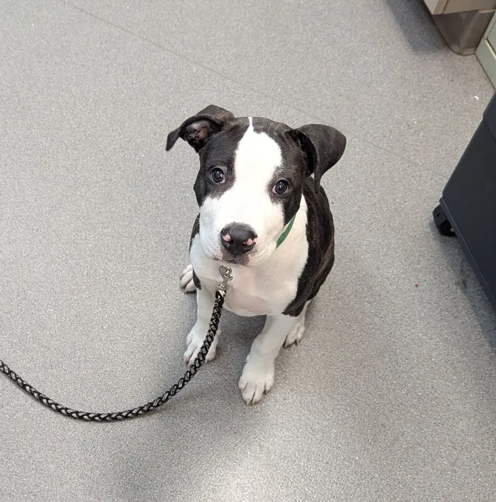 Maximus - Pit Bull Terrier
