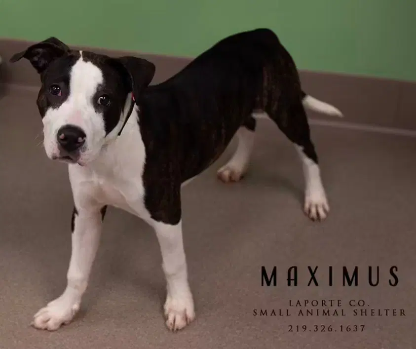Maximus - Pit Bull Terrier