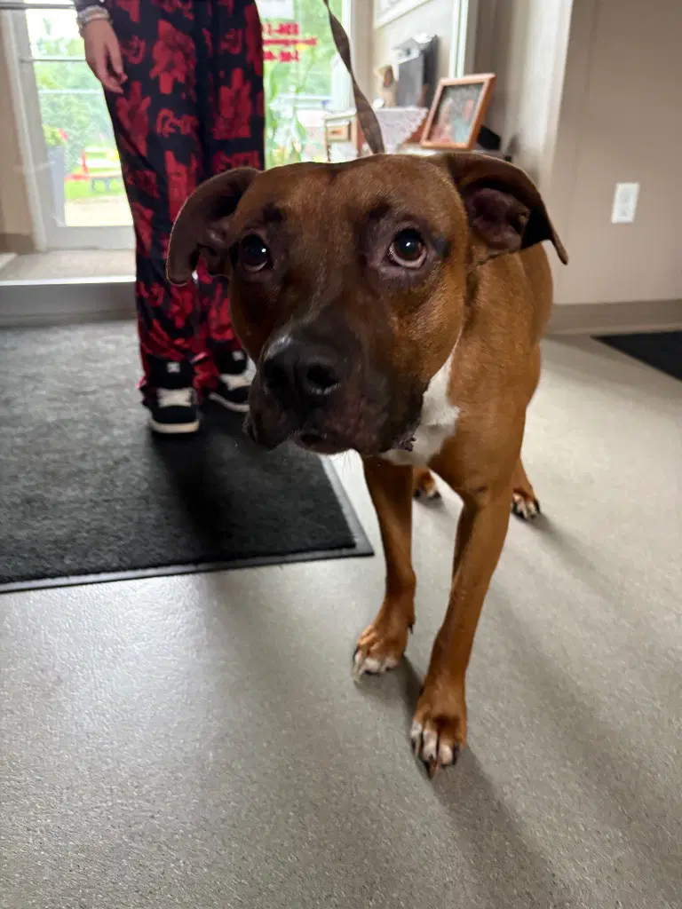 Huckleberry - Pit Bull Terrier