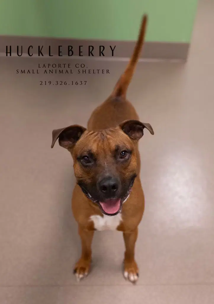 Huckleberry - Pit Bull Terrier