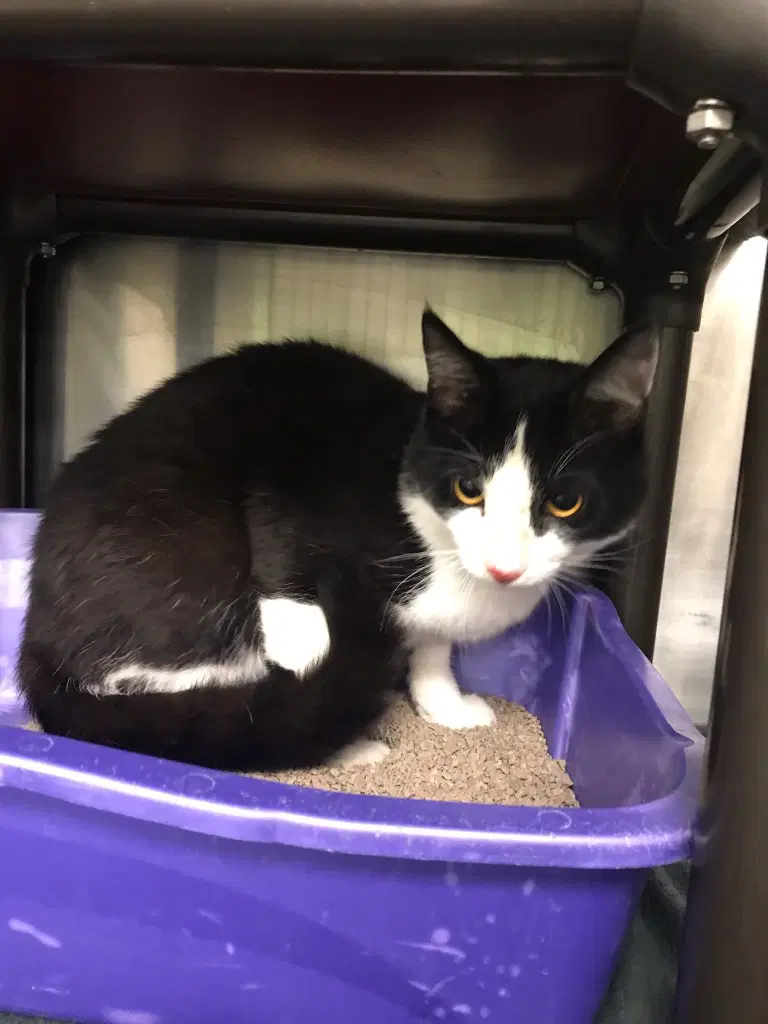 Wrangler - Domestic Short Hair