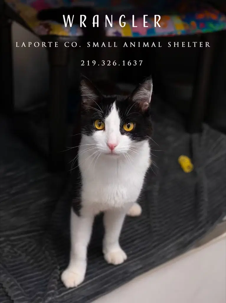 Wrangler - Domestic Short Hair