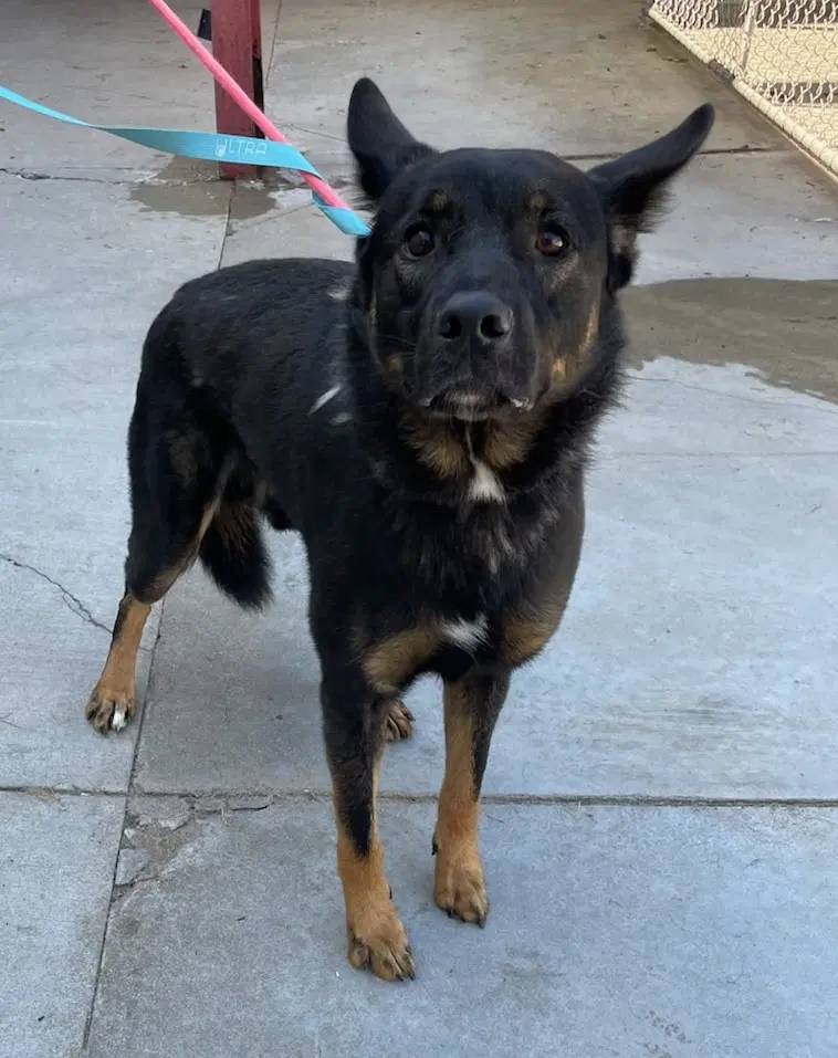 Bo - German Shepherd Dog