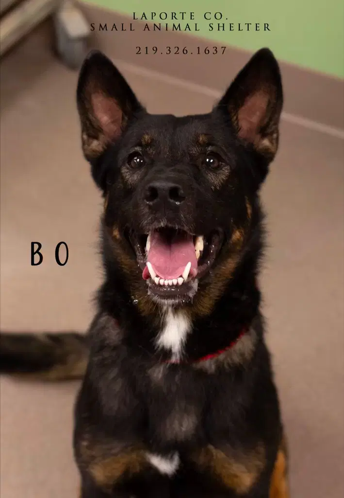 Bo - German Shepherd Dog