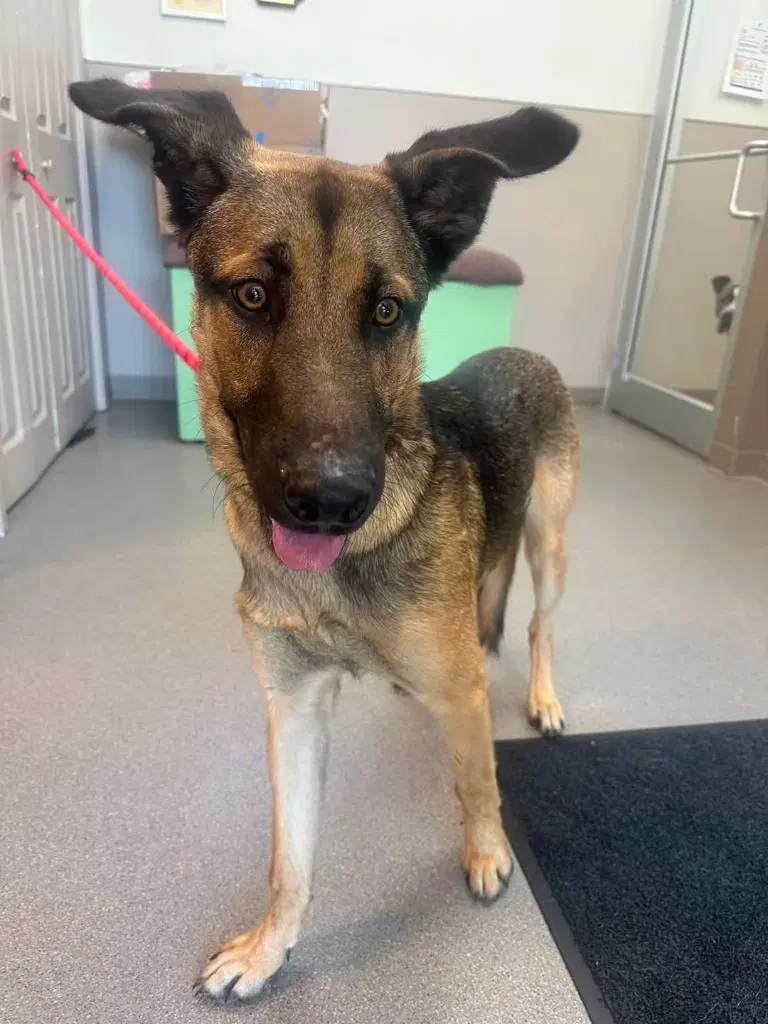 Harvey - German Shepherd Dog